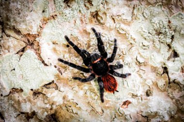Meksikalı kırmızı kıç Tarantula, Tikal ulusal Park - Guatemala