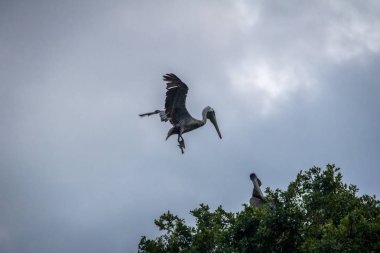 Bir ağaç - Panama City, Panama açılış kahverengi Pelikan