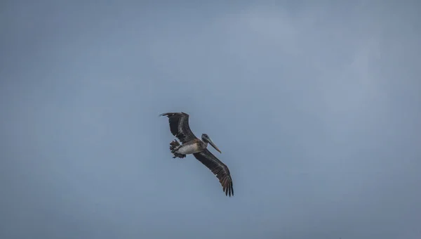 Pélican Brun Volant Panama City Panama — Photo