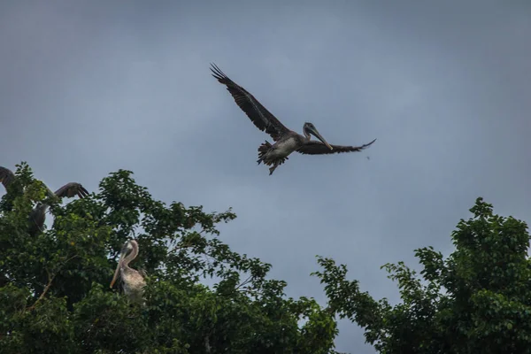 Pelícano Marrón Volando Sobre Árbol Ciudad Panamá Panamá — Foto de Stock