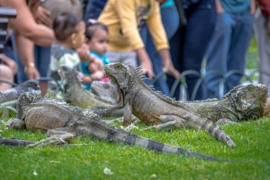 Guyaquil, Ekvador - 4 Haziran 2016: Seminario Park'ta İguanalar (Iguanas Park) - Guayaquil, Ekvador