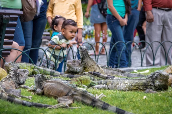 Γκουγιακουίλ Εκουαδόρ Ιούνιος 2016 Ιγκουάνα Στο Σέιριο Παρκ Πάρκο Ιγκουάνα — Φωτογραφία Αρχείου