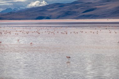 Laguna Colorada (kırmızı Lagoon) Bolivean altiplano - Bölüm: Potosi, Bolivia