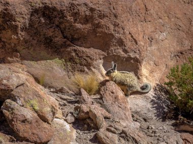 Viscacha veya vizcacha (Lagidium viscacia) Rock Bolivean Vadisi altiplano - Bölüm: Potosi, Bolivia