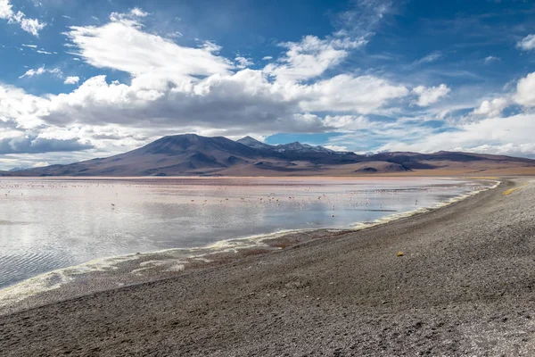 Laguna Χρώμα Κόκκινο Λιμνοθάλασσα Bolivean Altiplano Τμήμα Potosi Βολιβία — Φωτογραφία Αρχείου