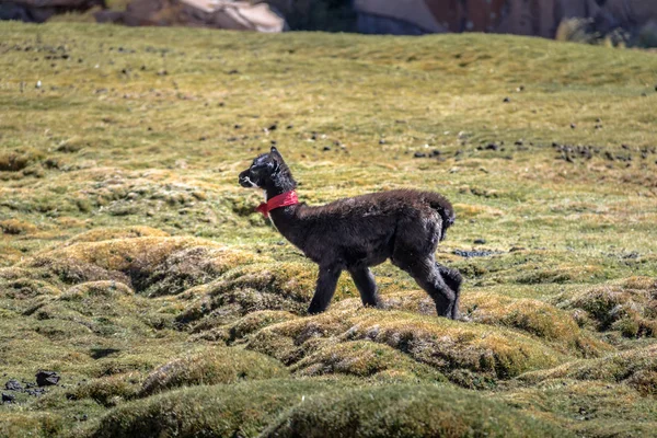 Lama Bébé Bolivean Altiplano Département Potosi Bolivie — Photo