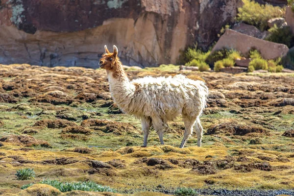 Lama Altipiano Boliveo Dipartimento Potosi Bolivia — Foto Stock