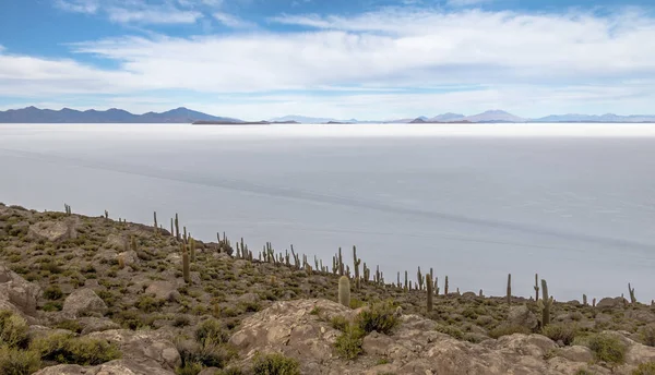 Isla Incahuasi Cactus Salar Uyuni Departamento Potosí Bolivia —  Fotos de Stock