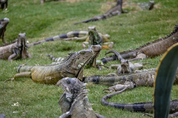 Ιγκουάνα Στο Seminario Park Πάρκο Iguanas Γουαγιακίλ Εκουαδόρ — Φωτογραφία Αρχείου