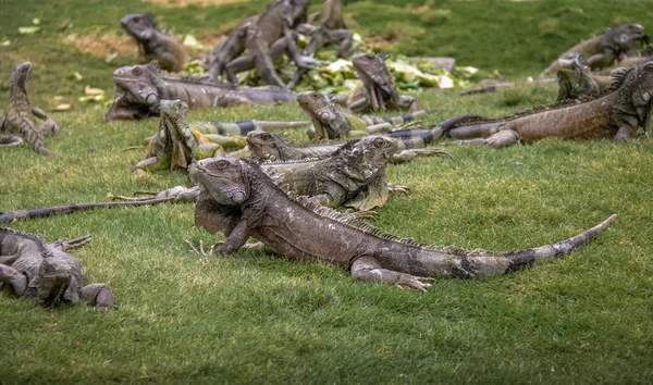 Ιγκουάνα Στο Seminario Park Πάρκο Iguanas Γουαγιακίλ Εκουαδόρ — Φωτογραφία Αρχείου