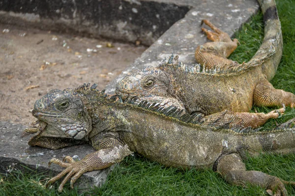 Ιγκουάνα Στο Seminario Park Πάρκο Iguanas Γουαγιακίλ Εκουαδόρ — Φωτογραφία Αρχείου