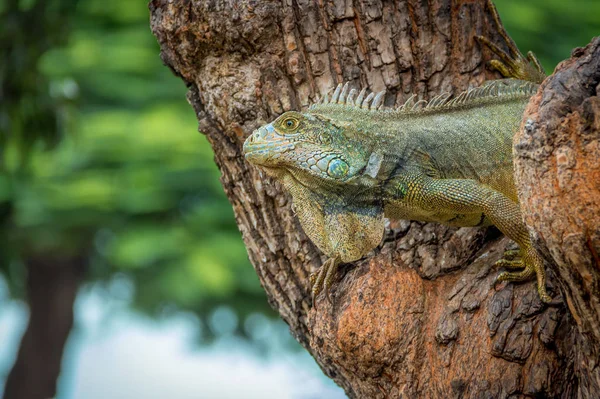 Iguana Sur Arbre Parc Séminaires Guayaquil Équateur — Photo