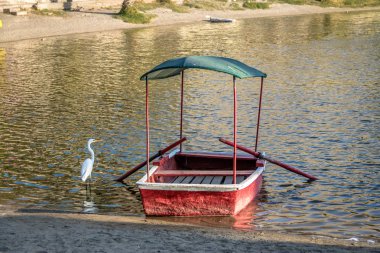 Büyük beyaz ak balıkçıl ve Huacachina Oasis - ICA, Peru, küçük tekne