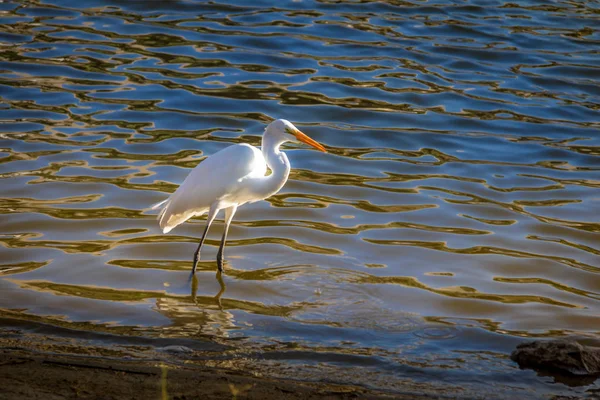 White Great Egret Ardea Alba Lake — Stock Photo, Image