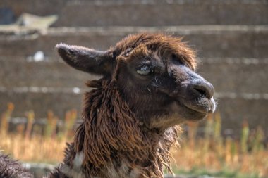 Ollantaytambo Inca Harabeleri ve terasların - Ollantaytambo, kutsal vadi, Peru