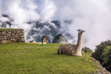 Llamas Machu Picchu Inca Harabeleri - Kutsal Vadi, Peru