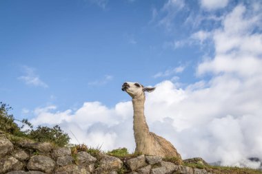 Llamas Machu Picchu Inca Harabeleri - Kutsal Vadi, Peru