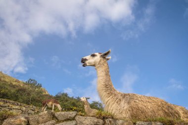 Llamas Machu Picchu Inca Harabeleri - Kutsal Vadi, Peru