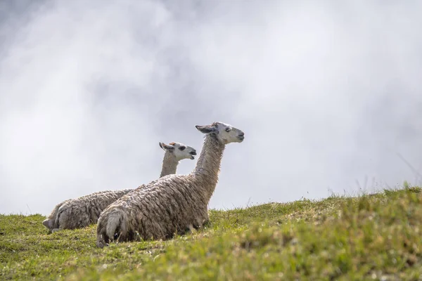 Llamas Machu Picchu Inca Ruines Vallée Sacrée Pérou — Photo