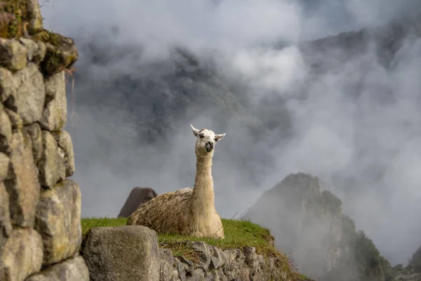 Lamor Machu Picchu Inka Ruiner Sacred Valley Peru — Stockfoto