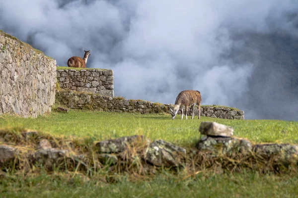 Llamas Machu Picchu Inca Ruines Vallée Sacrée Pérou — Photo