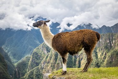 Llamas Machu Picchu Inca Harabeleri - Kutsal Vadi, Peru