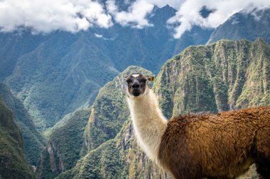 Llamas Machu Picchu Inca Harabeleri - Kutsal Vadi, Peru
