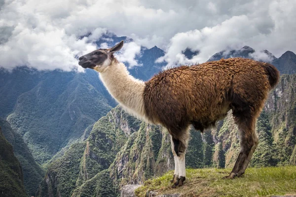 Llamas Machu Picchu Inca Ruines Vallée Sacrée Pérou — Photo