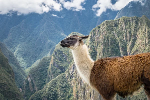 Llamas Machu Picchu Inca Ruines Vallée Sacrée Pérou — Photo