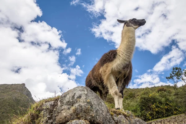 Llamas Machu Picchu Inca Ruins Sacred Valley Peru — Stock Photo, Image