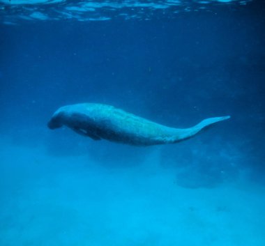 Manatee sualtı Karayip Denizi - Caye Caulker, Belize
