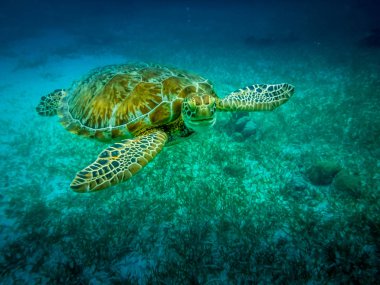 Deniz kaplumbağası Karayip Denizi - Caye Caulker, Belize
