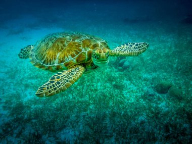 Sea turtle in caribbean sea - Caye Caulker, Belize clipart