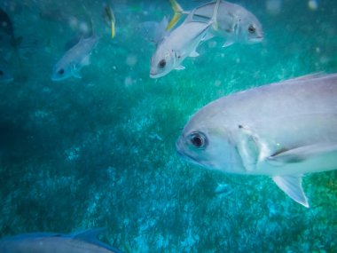 Sarı kuyruk (Caranx latus) CA ile at göz jack balık gümüş