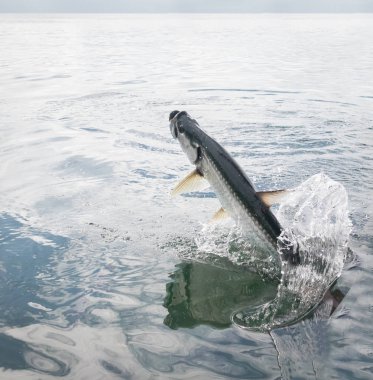 Tarpon balık sudan - Caye Caulker, Belize atlama