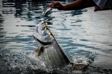 Tarpon fish jumping out of water - Caye Caulker, Belize clipart