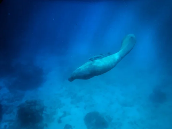 Manatee Υποβρύχια Στην Καραϊβική Θάλασσα Caye Caulker Μπελίζ — Φωτογραφία Αρχείου