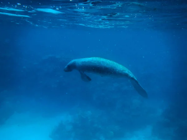 Manatee Sott Acqua Nel Mar Dei Caraibi Caye Caulker Belize — Foto Stock
