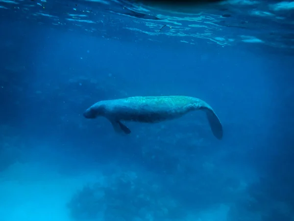 Manatee Υποβρύχια Στην Καραϊβική Θάλασσα Caye Caulker Μπελίζ — Φωτογραφία Αρχείου