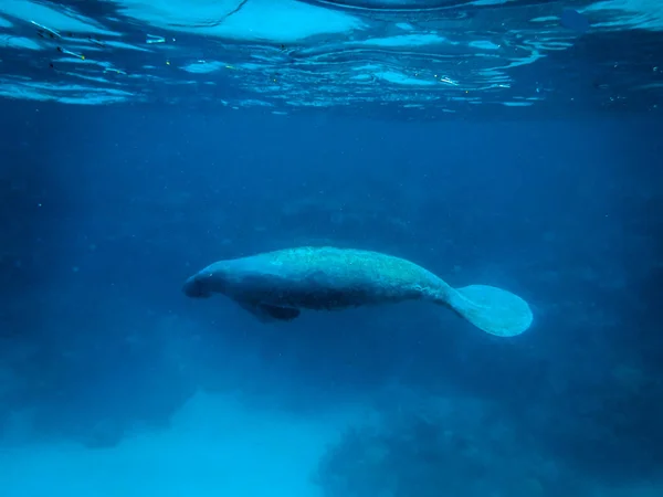 Ламантин Під Водою Карибському Морі Caye Caulker Беліз — стокове фото