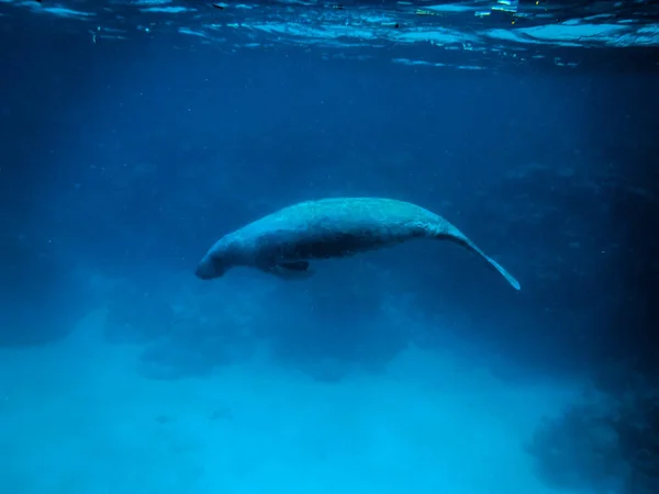 Manatee Υποβρύχια Στην Καραϊβική Θάλασσα Caye Caulker Μπελίζ — Φωτογραφία Αρχείου