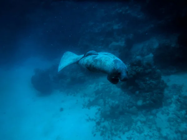 Manatee Underwater Caribbean Sea Caye Caulker Belize — Stock Photo, Image