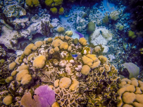 Belize Korallzátony Víz Alatti Hal — Stock Fotó