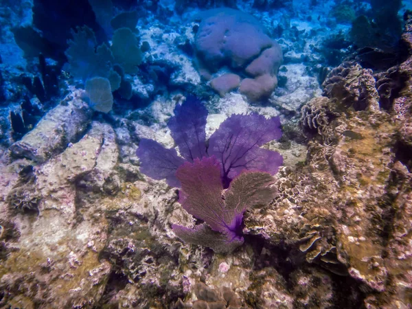 Belize Coral Reef Underwater Fish — Stock Photo, Image