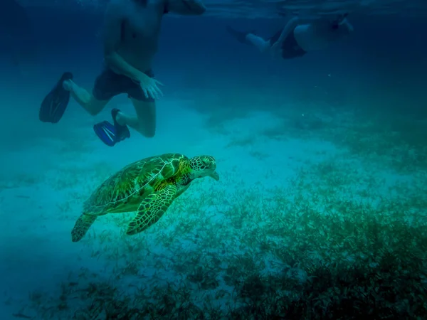 Морська Черепаха Карибському Морі Caye Caulker Беліз — стокове фото