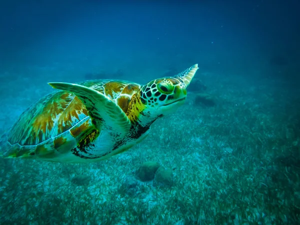 Морська Черепаха Карибському Морі Caye Caulker Беліз — стокове фото