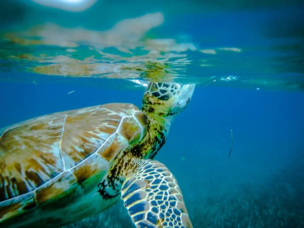 Sea turtle breathing in caribbean sea - Caye Caulker, Belize