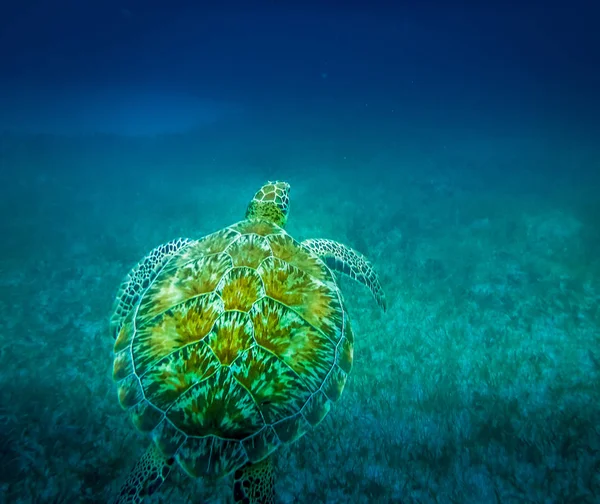 Морська Черепаха Карибському Морі Caye Caulker Беліз — стокове фото