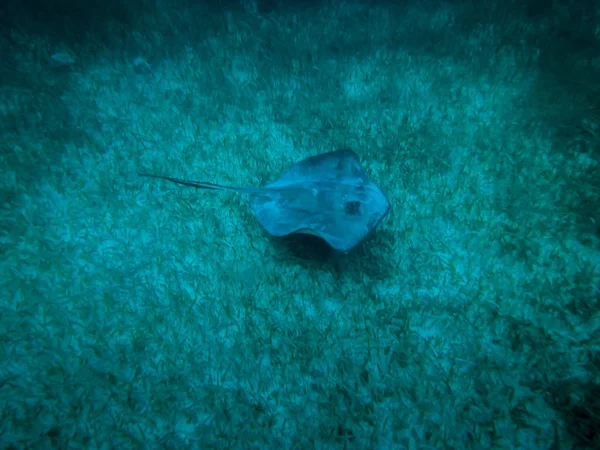 Stachelrochen Der Karibik Caye Caulker Belize — Stockfoto