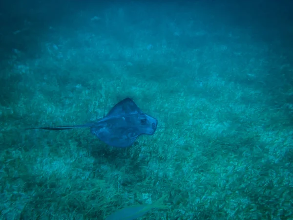 Stingray Caribische Zee Caye Caulker Belize — Stockfoto